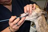 WHIPPET - TEST ADN 028
